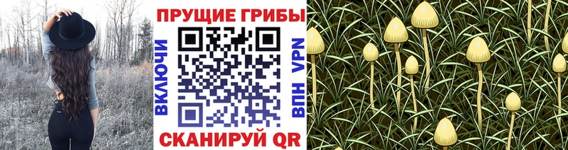 мега сайт  закладки  Краснокамск  Галлюциногенные грибы Cubensis 